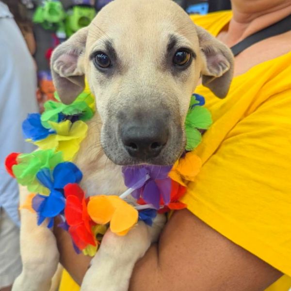 Piper (Charmed Litter)