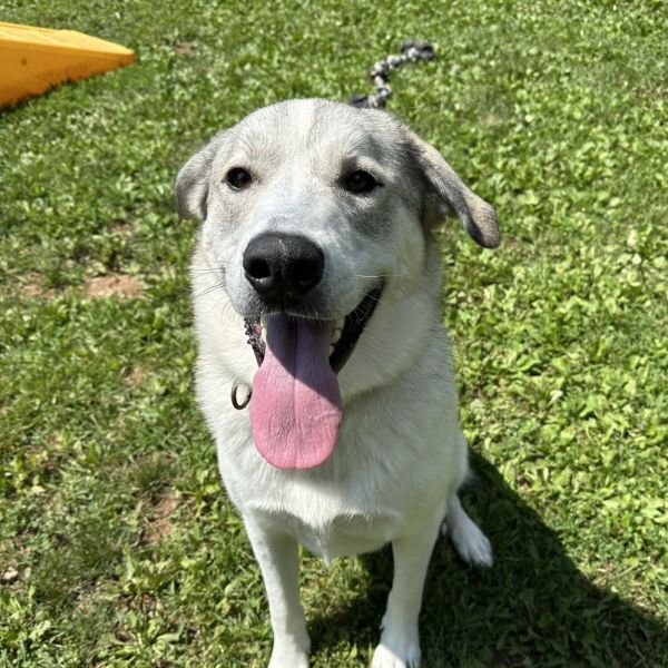 Pepper