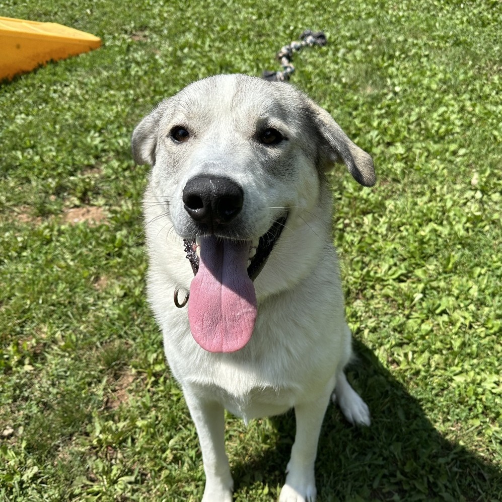 Pepper