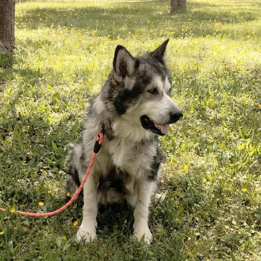 Teemu