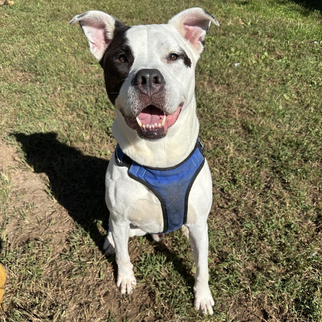 Ziggy