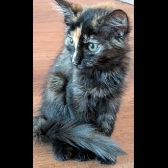 Zuri