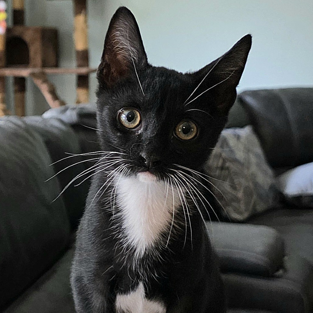 Taz