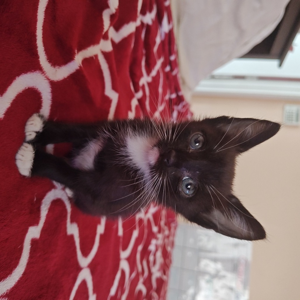 Taz