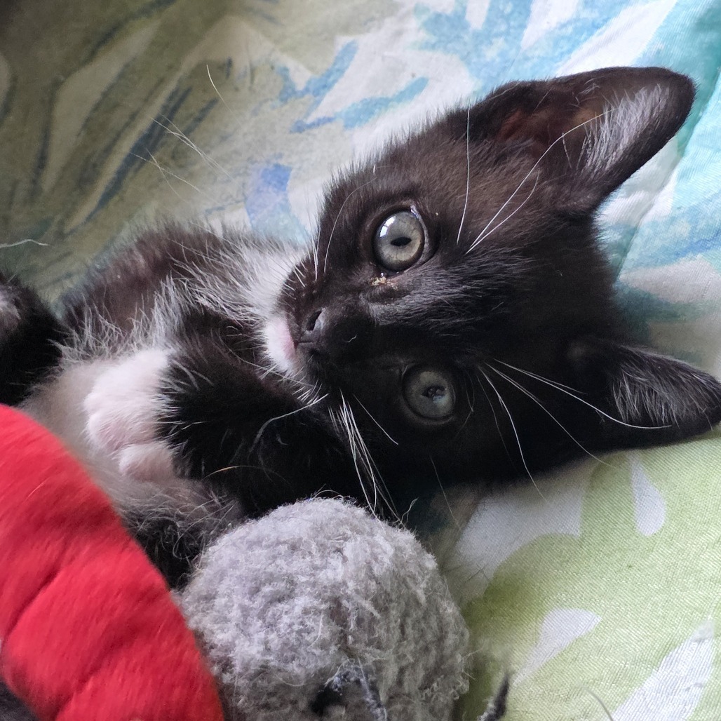 Taz