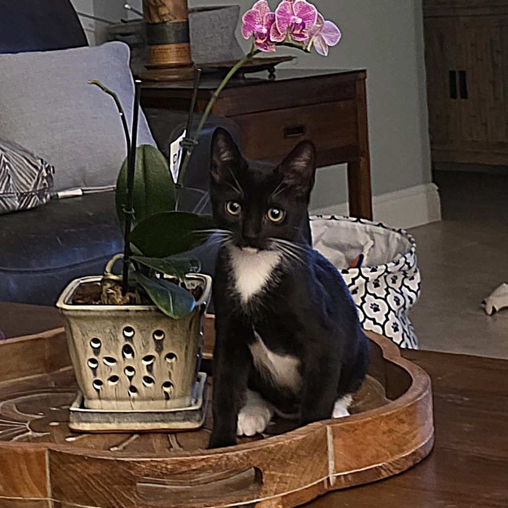 Taz