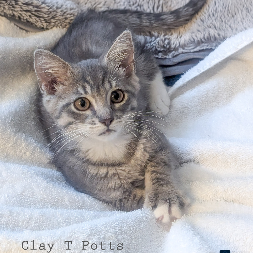 Clay T Potts