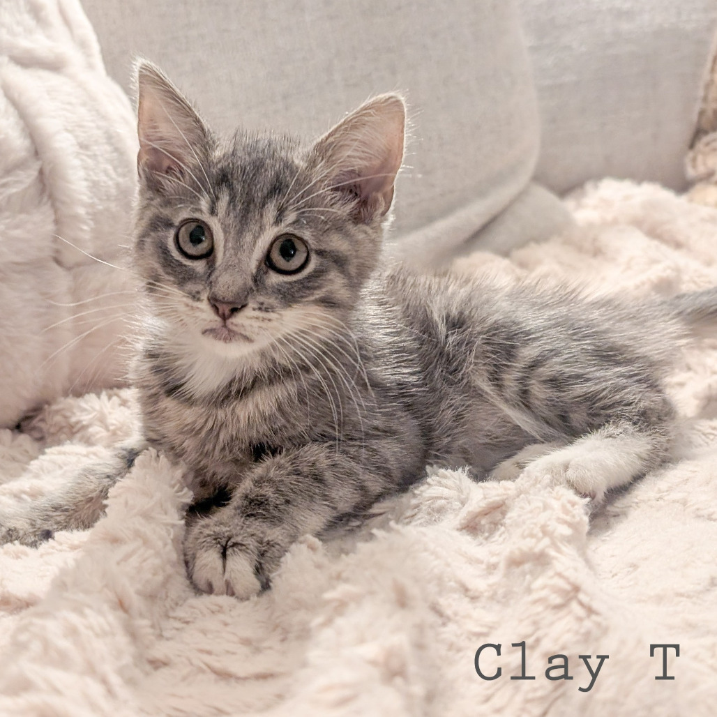 Clay T Potts