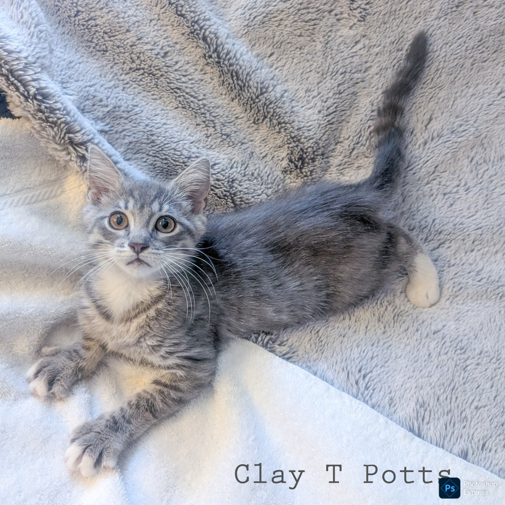 Clay T Potts