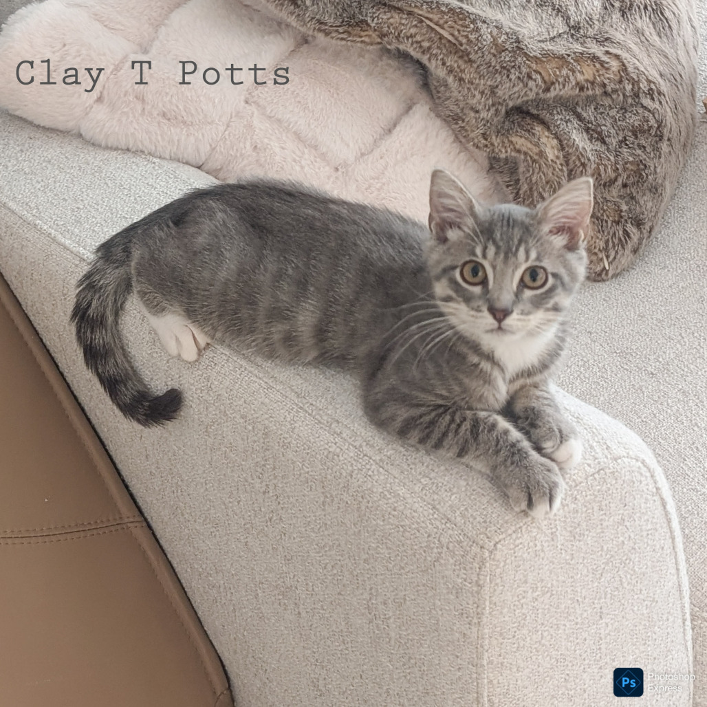 Clay T Potts