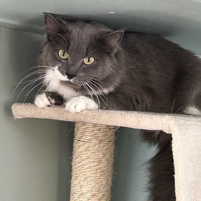 Mochi