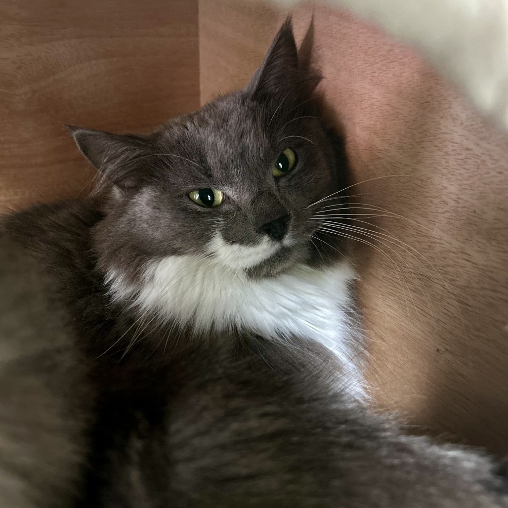 Mochi