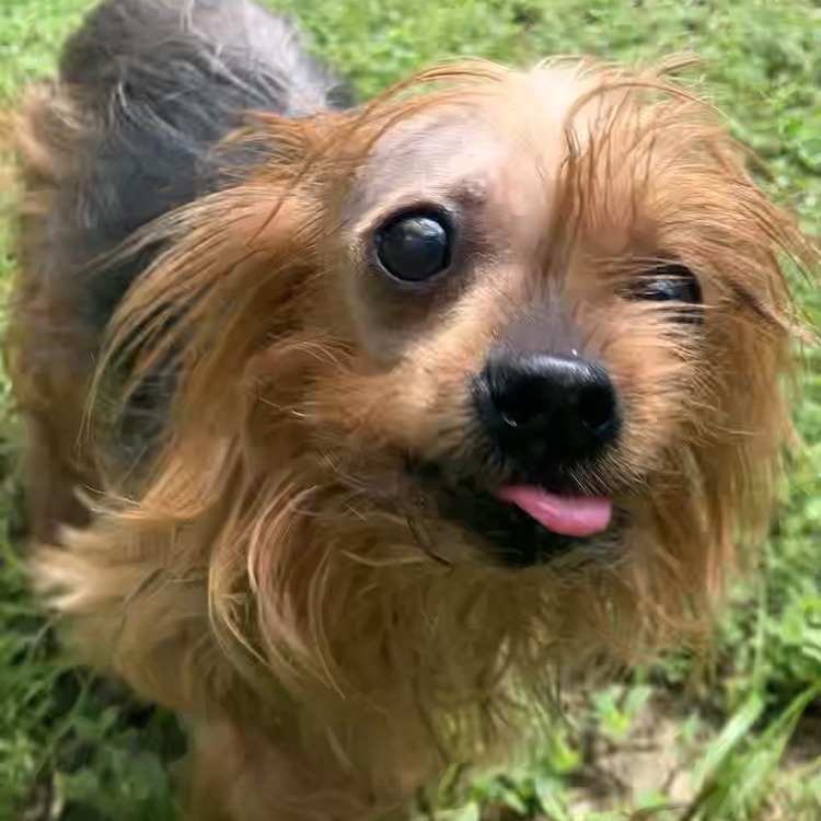 Bonnie