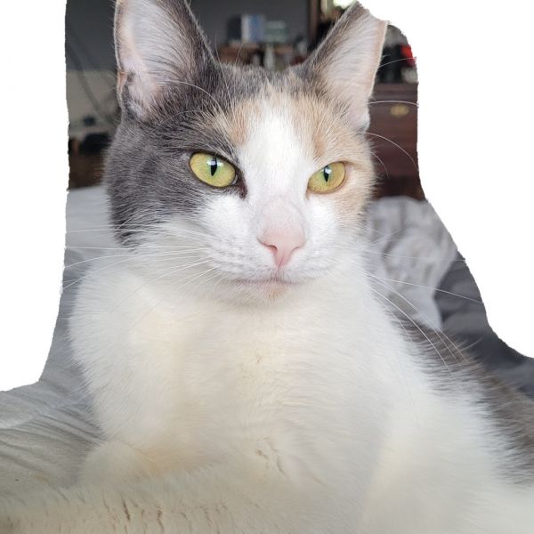 Bella