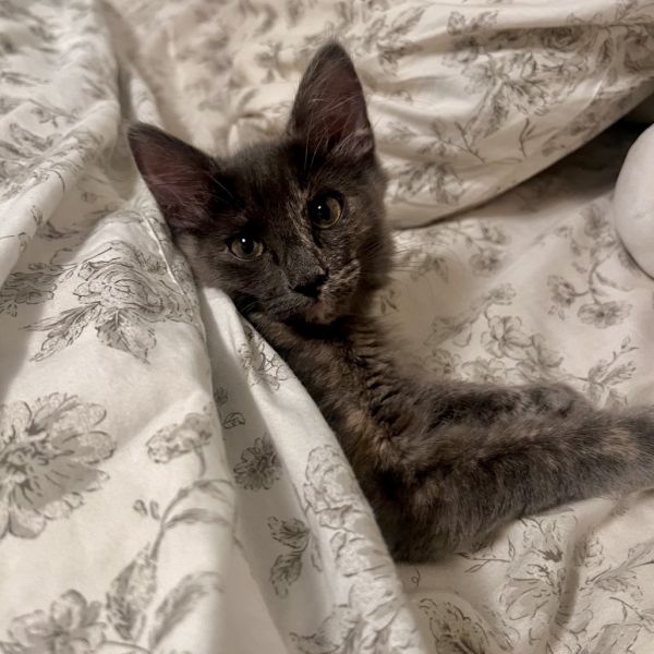 Neila