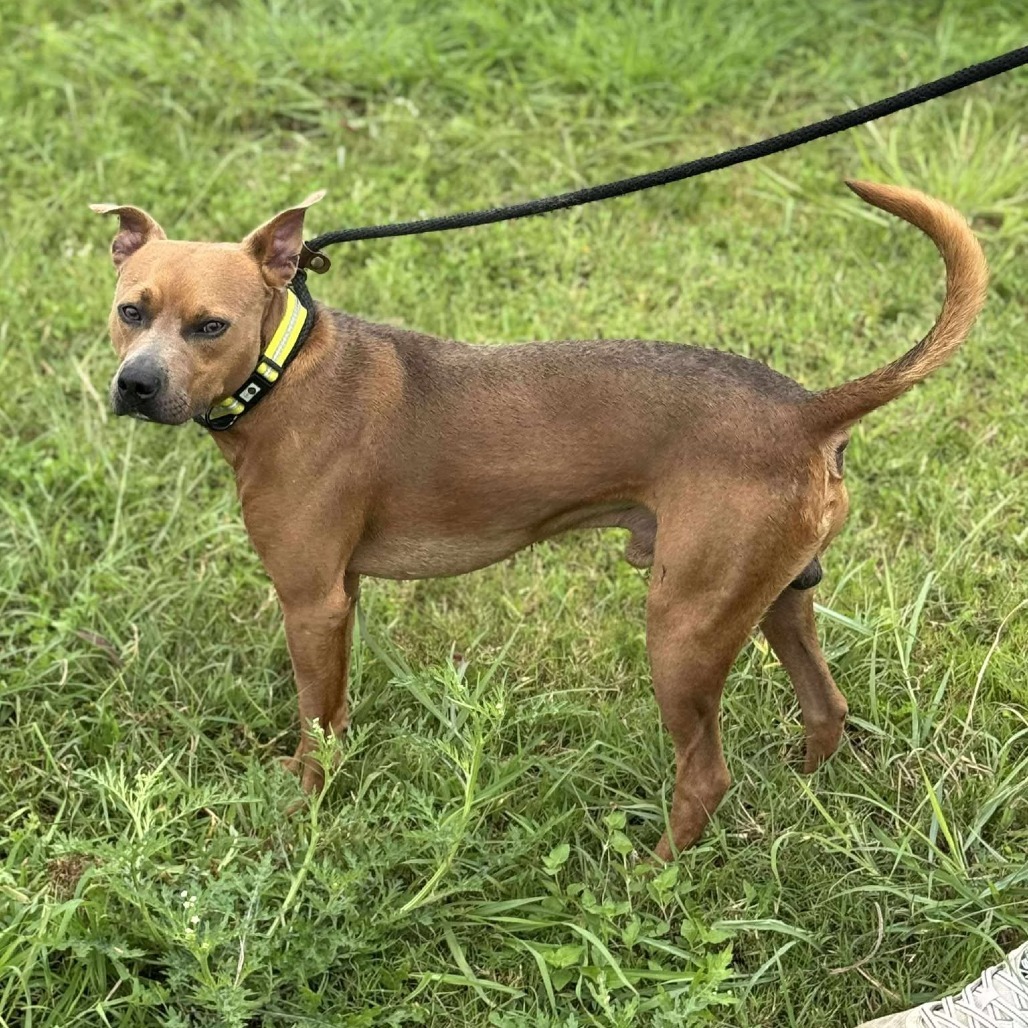 Archie