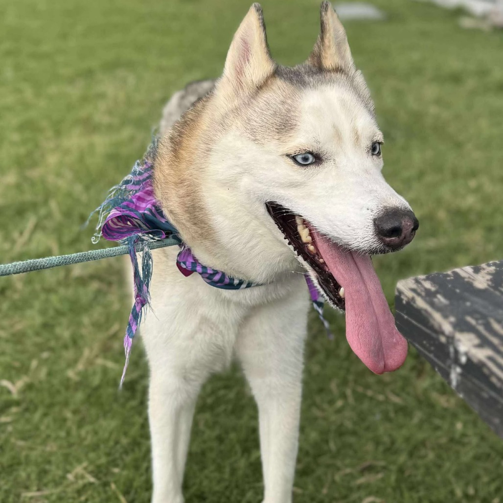 Loki
