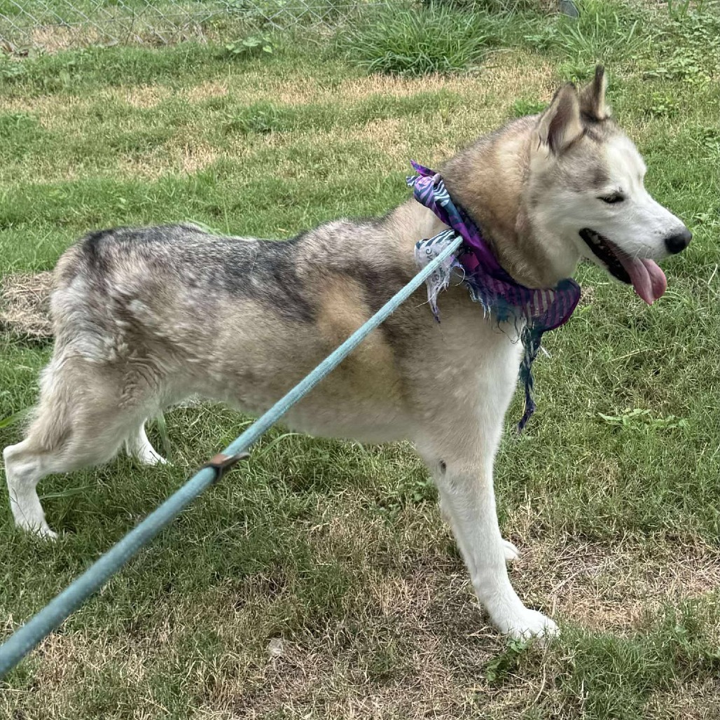 Loki