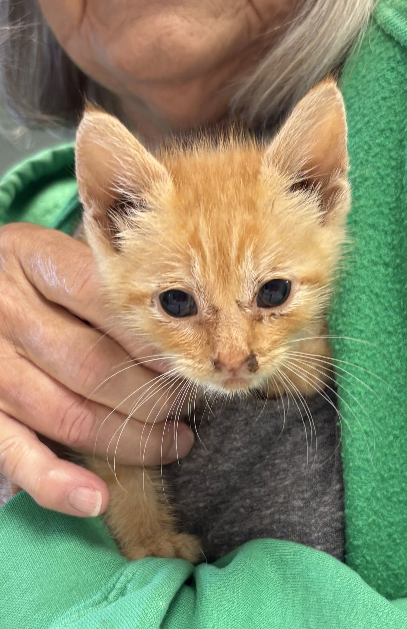 Sir Reginald Squash: Fostered (Joan)