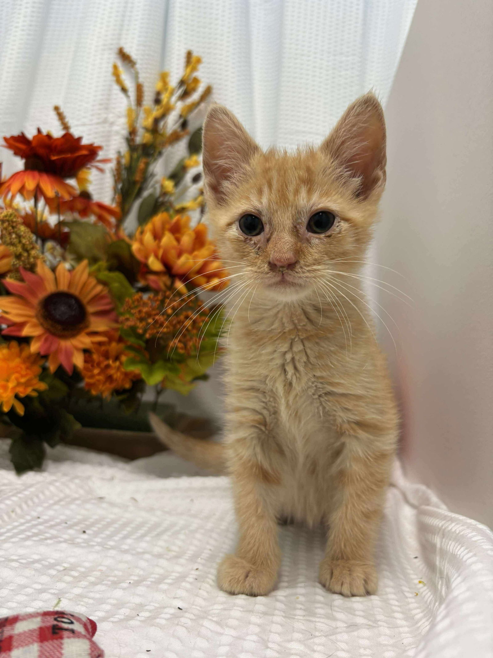 Sir Reginald Squash: Fostered (Joan)