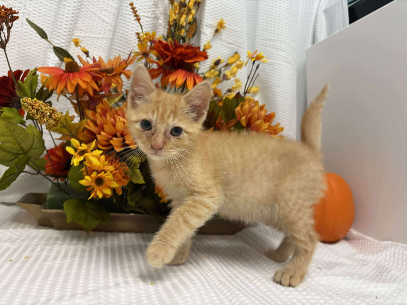 Sir Reginald Squash: Fostered (Joan)