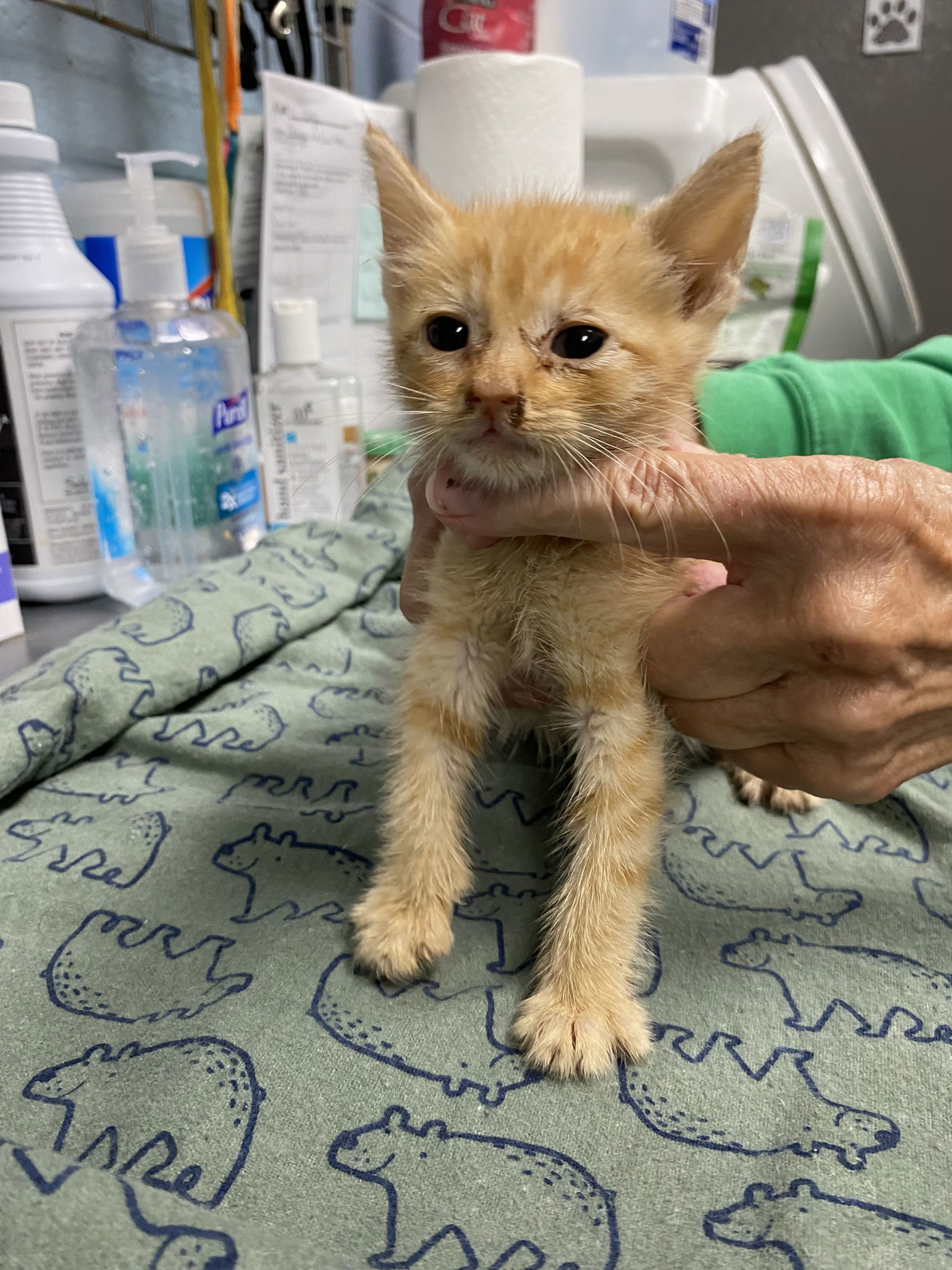 Sir Reginald Squash: Fostered (Joan)