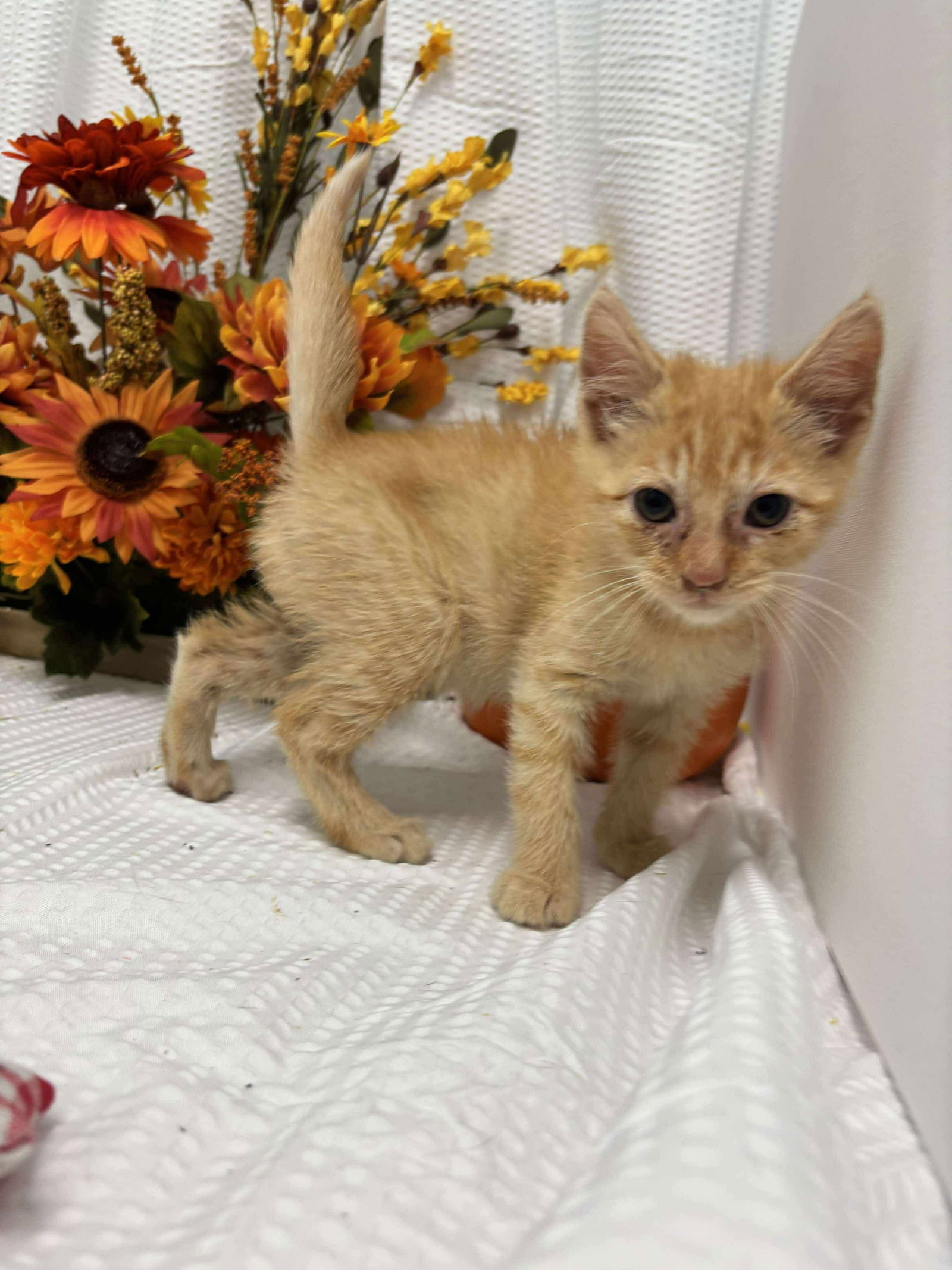 Sir Reginald Squash: Fostered (Joan)