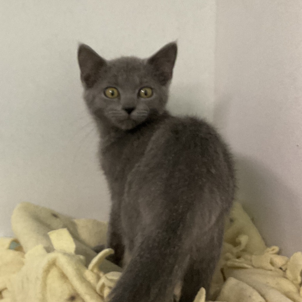 Birdie, an adoptable Domestic Short Hair in Colorado Springs, CO, 80909 | Photo Image 1