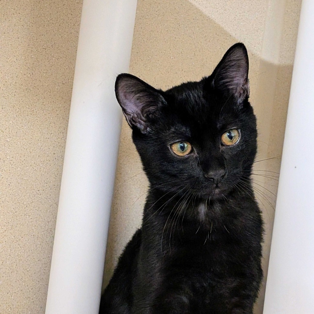 Klack, an adoptable Domestic Short Hair in Colorado Springs, CO, 80909 | Photo Image 1