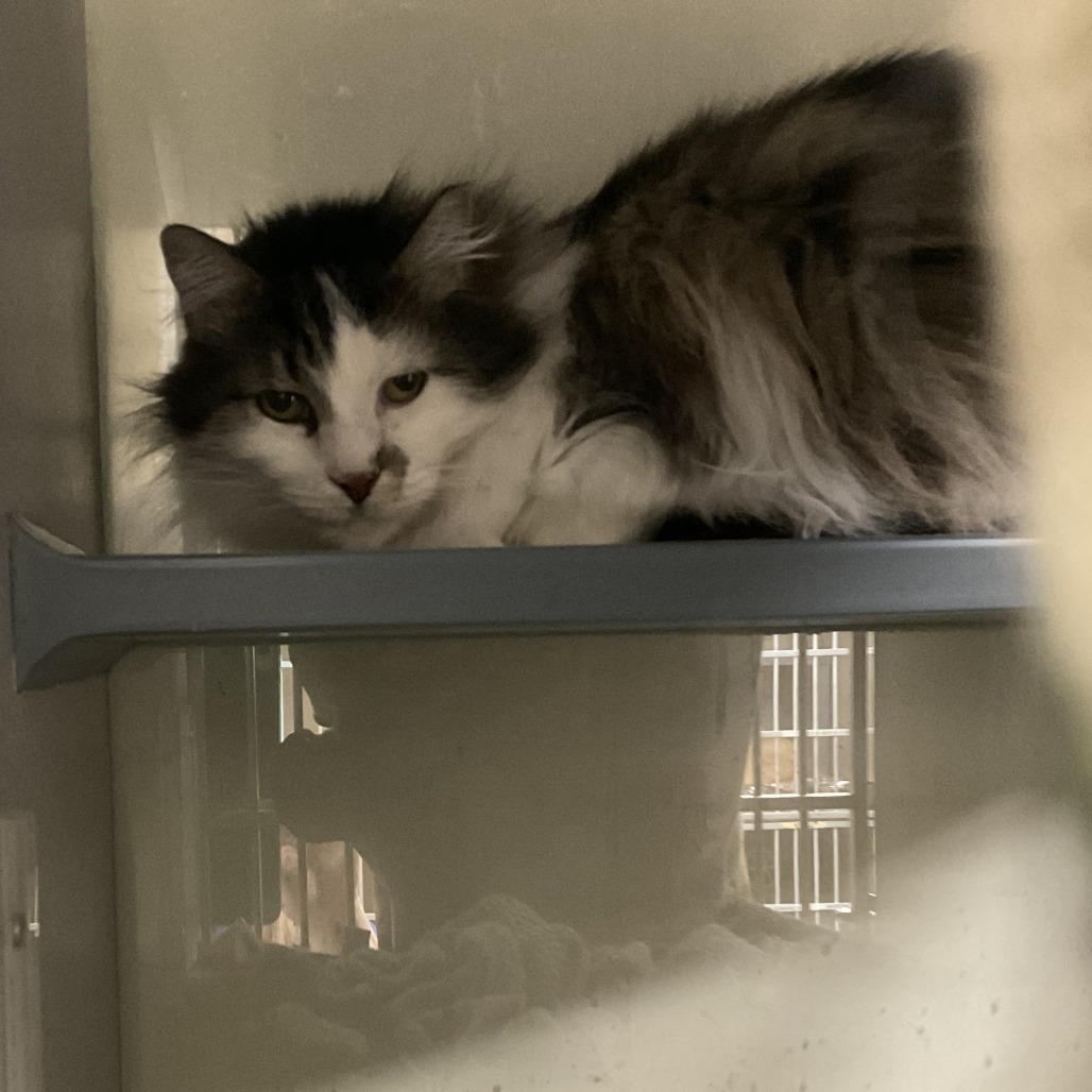 Princess, an adoptable Domestic Medium Hair in Colorado Springs, CO, 80909 | Photo Image 1