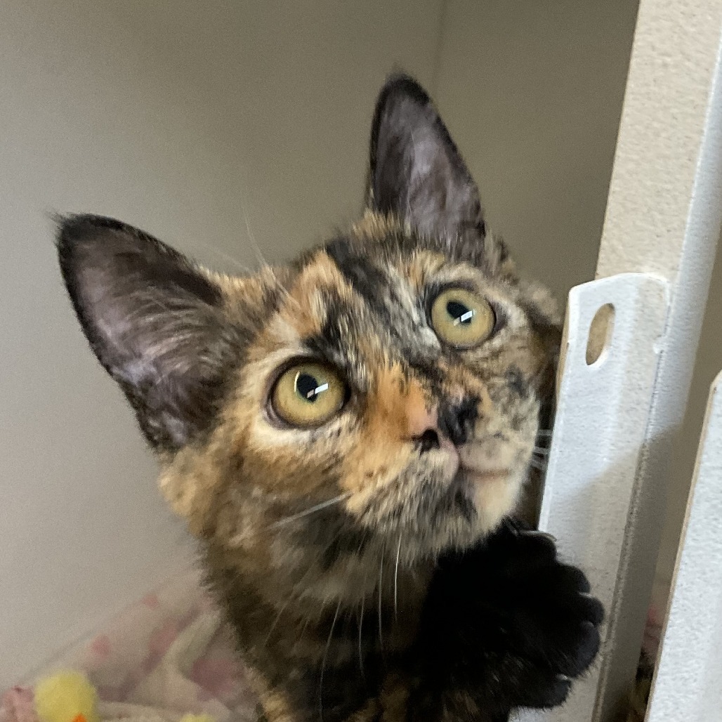 Bridget, an adoptable Domestic Short Hair in Colorado Springs, CO, 80909 | Photo Image 1
