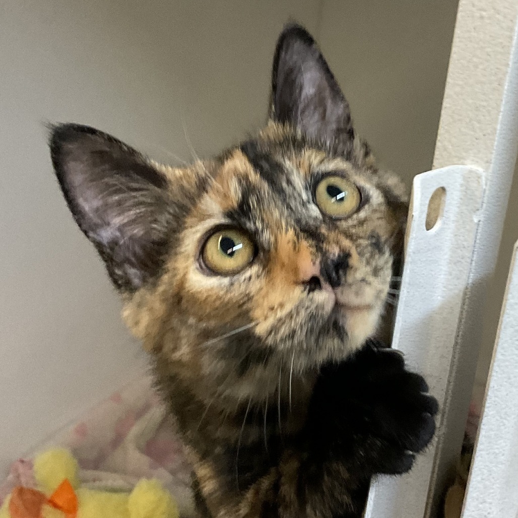 Bridget, an adoptable Domestic Short Hair in Colorado Springs, CO, 80909 | Photo Image 2