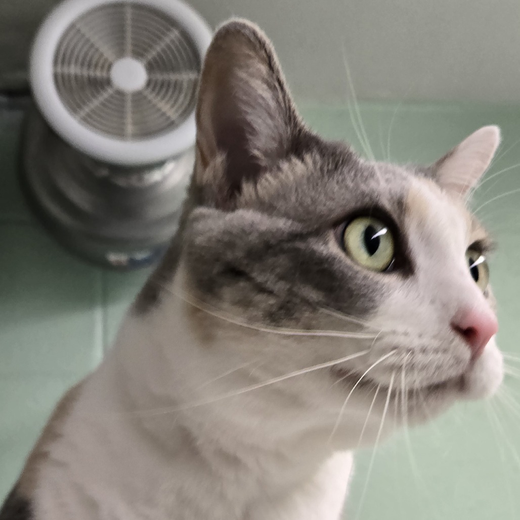 Mosie, an adoptable Domestic Short Hair in Colorado Springs, CO, 80909 | Photo Image 1