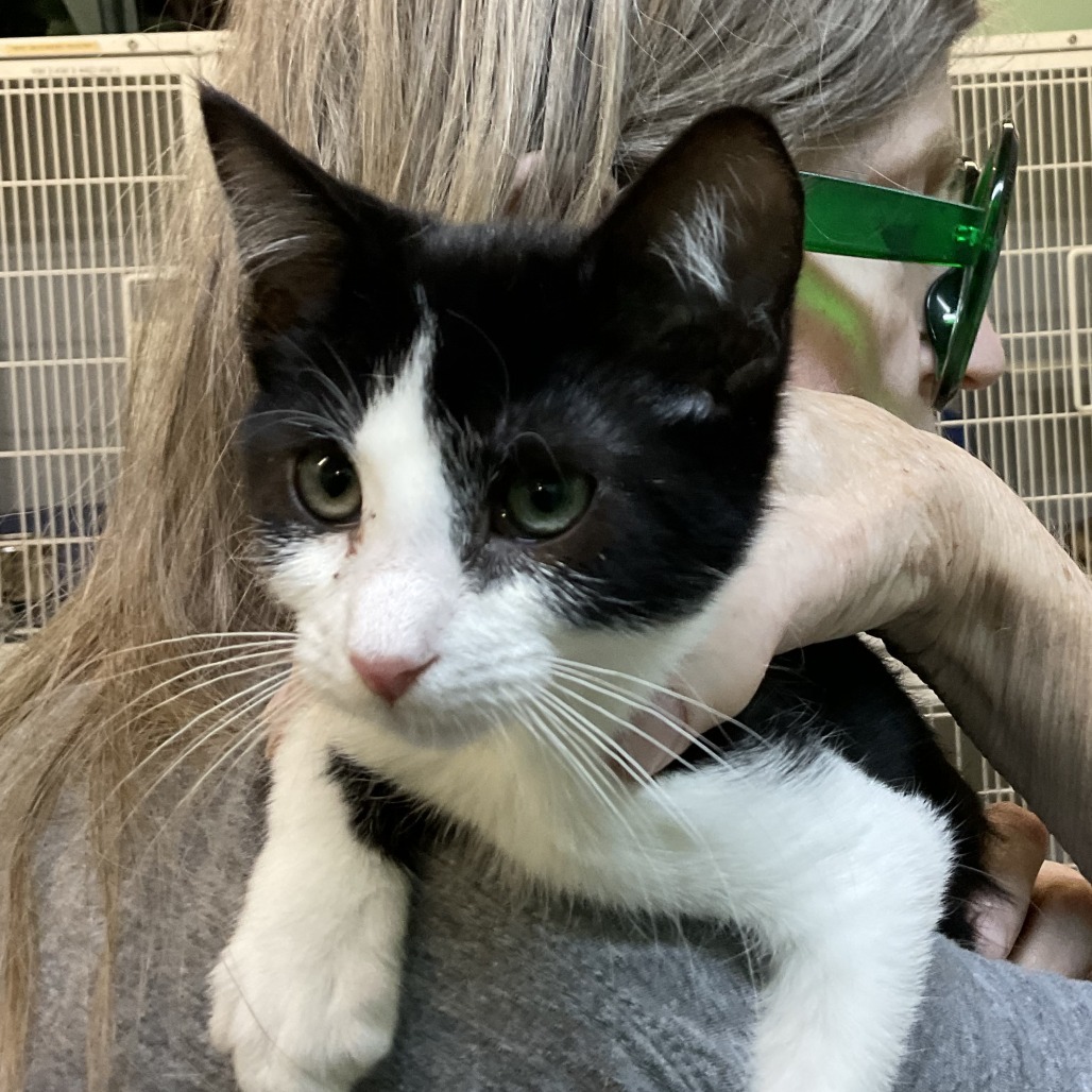 Peeps (Macy Kit 2), an adoptable Domestic Short Hair in Colorado Springs, CO, 80909 | Photo Image 1
