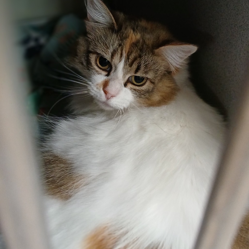 Mush, an adoptable Domestic Medium Hair in Colorado Springs, CO, 80909 | Photo Image 1