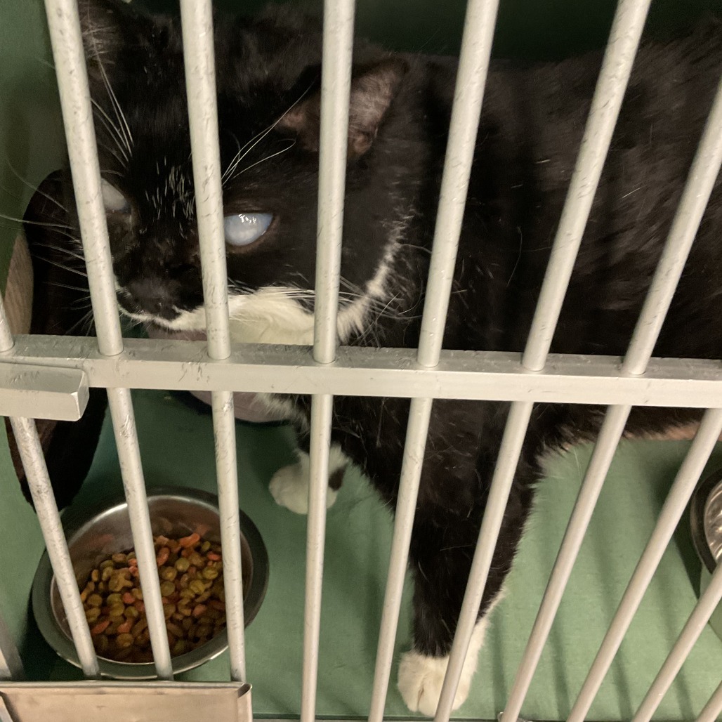 Bruce, an adoptable Domestic Medium Hair in Colorado Springs, CO, 80909 | Photo Image 1