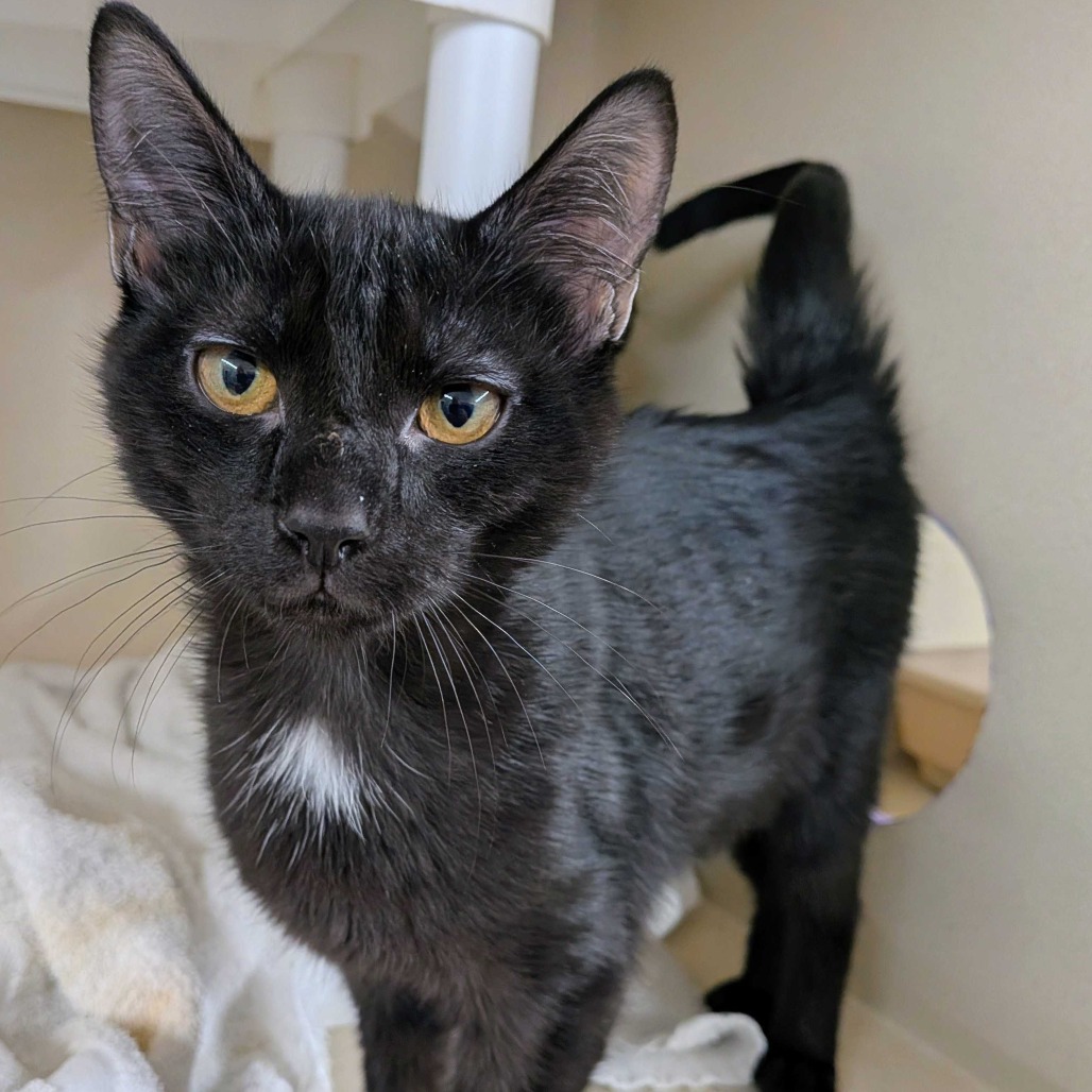 Klick, an adoptable Domestic Short Hair in Colorado Springs, CO, 80909 | Photo Image 1