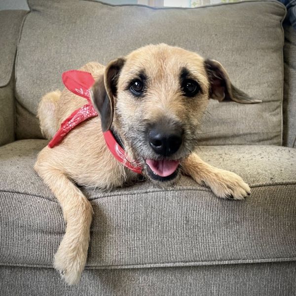 Honey The Toodle