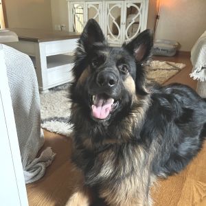 Koda