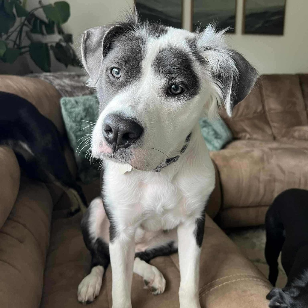 Willow, an adoptable Mixed Breed in Bismarck, ND, 58507 | Photo Image 1