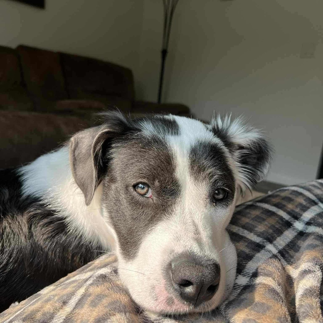 Willow, an adoptable Mixed Breed in Bismarck, ND, 58507 | Photo Image 2