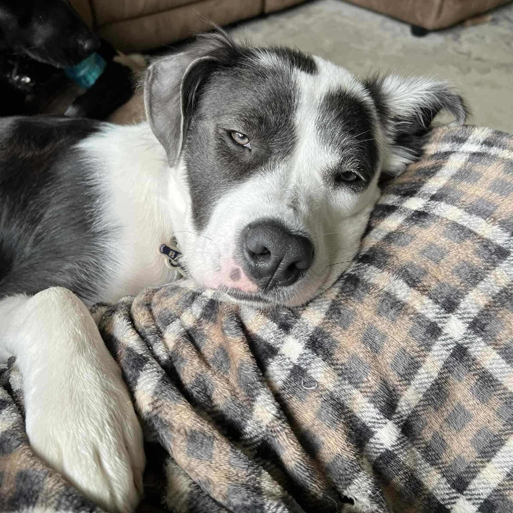 Willow, an adoptable Mixed Breed in Bismarck, ND, 58507 | Photo Image 3