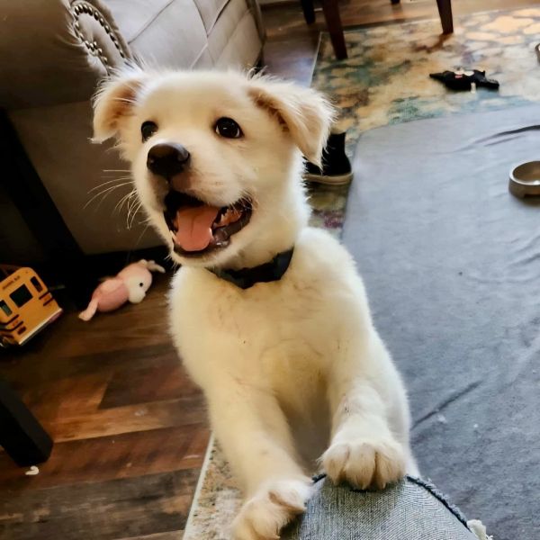 Maverick