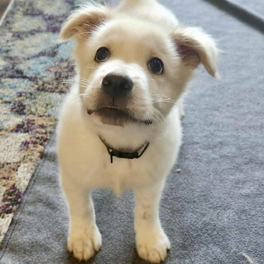 Maverick