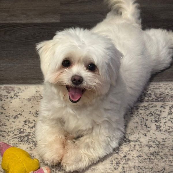 Gracie