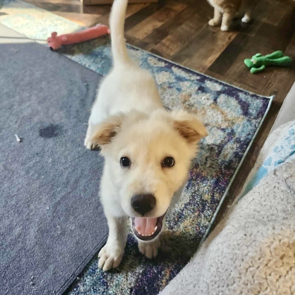 Kaden
