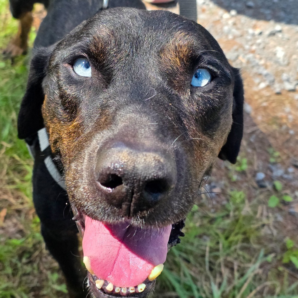 Sinatra
