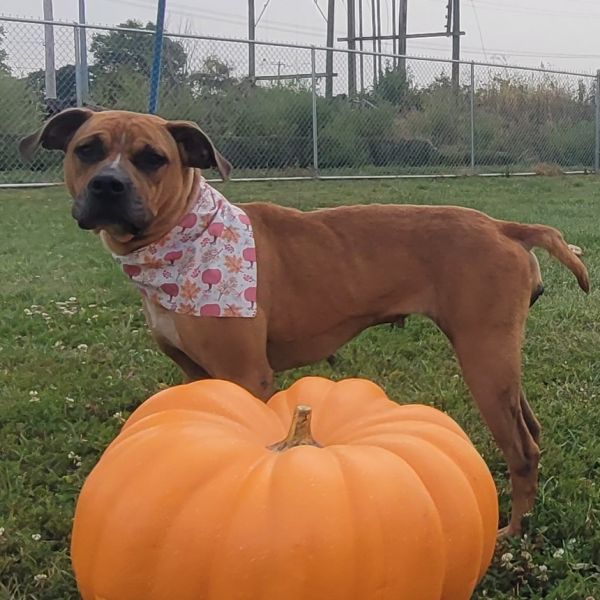 Honey Bun thumbnail 6