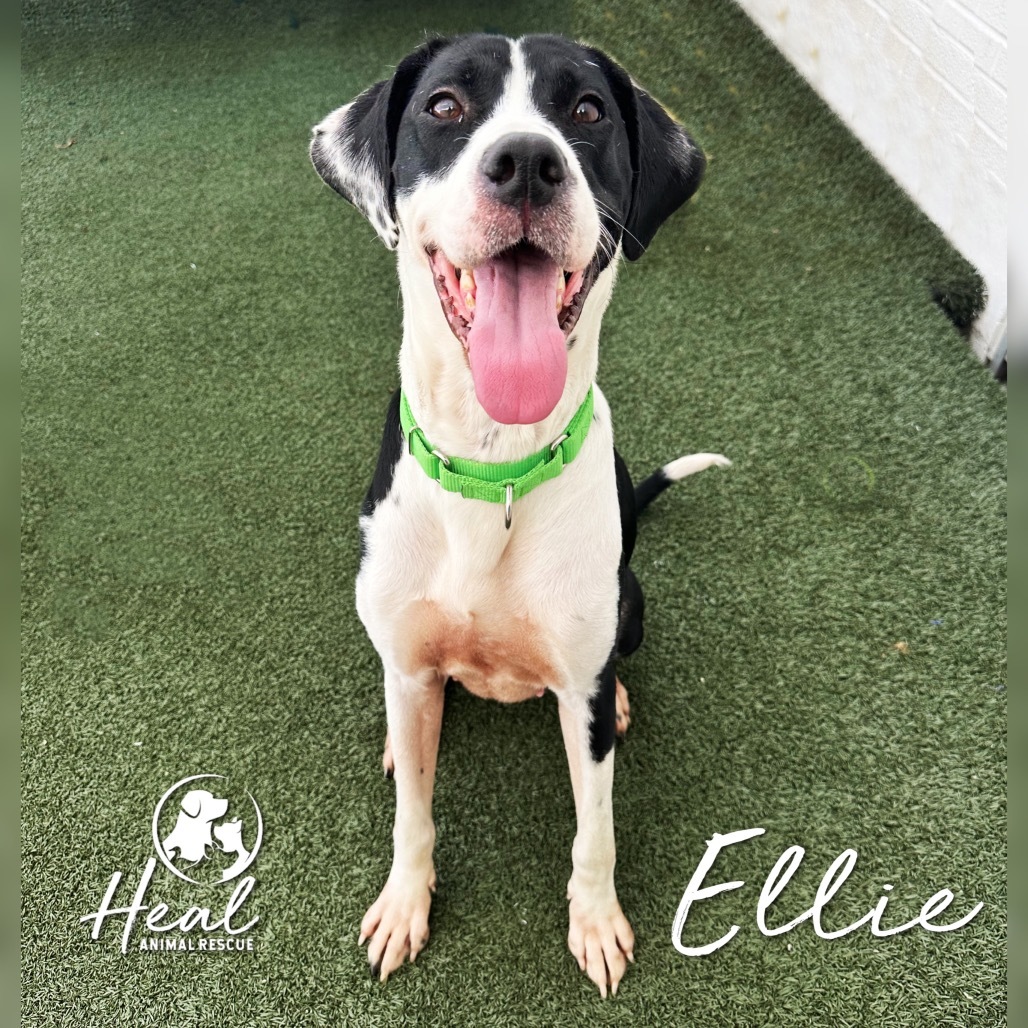 Ellie
