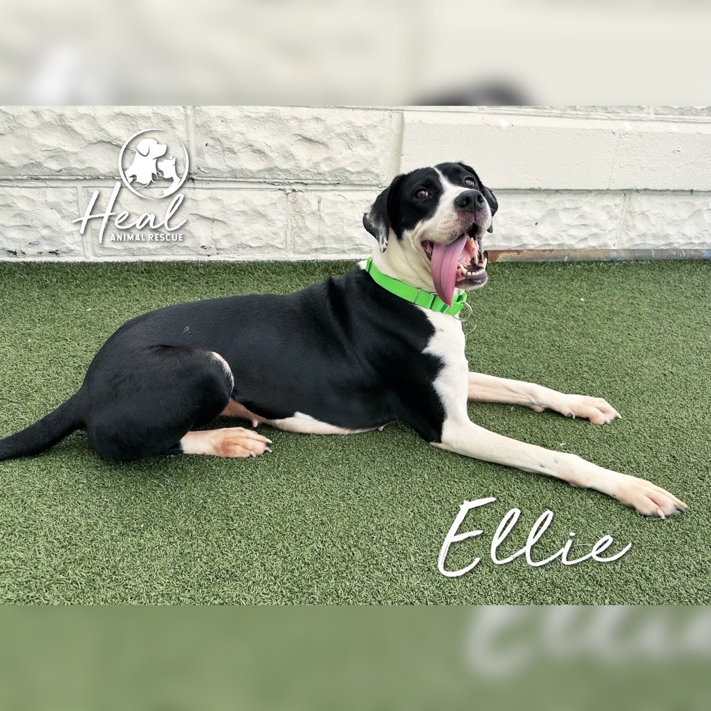 Ellie